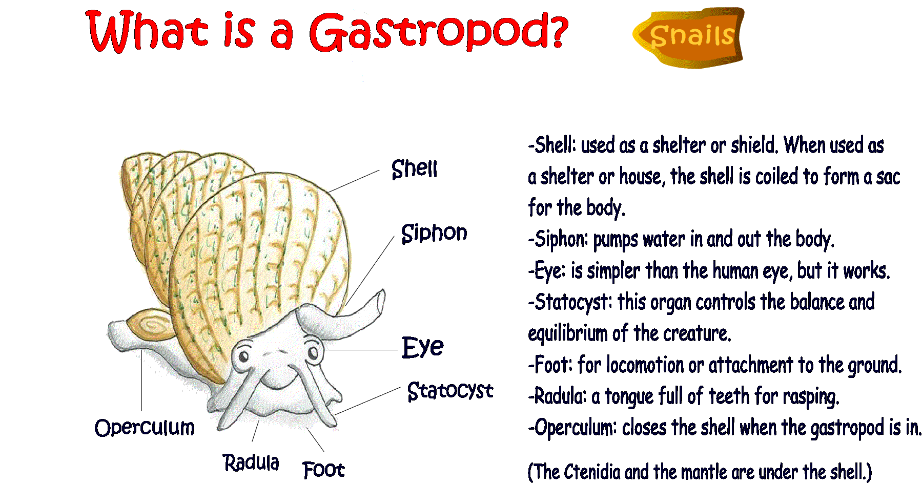 what is a gastropod
